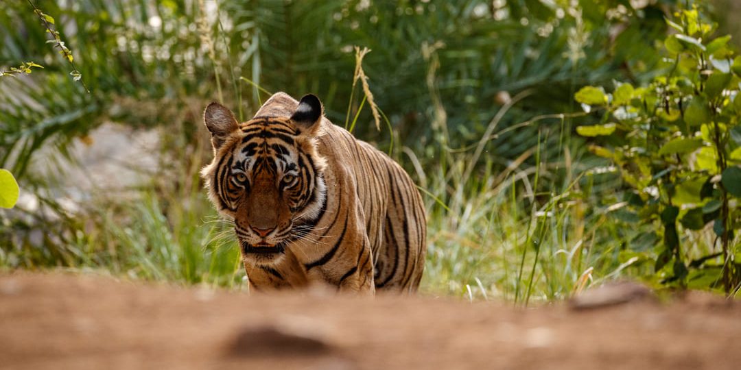 Integridad y sostenibilidad: Ficohsa apoya United for Wildlife