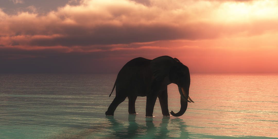 Ficohsa combate el comercio ilegal en alianza con United for Wildlife